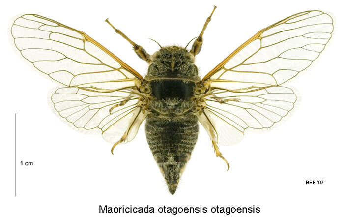 Image of Maoricicada otagoensis Dugdale & Fleming 1978