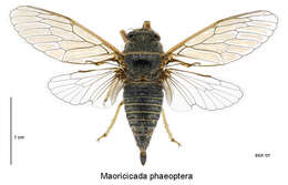 Image of southern dusky cicada