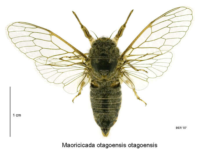 Image of Maoricicada otagoensis Dugdale & Fleming 1978