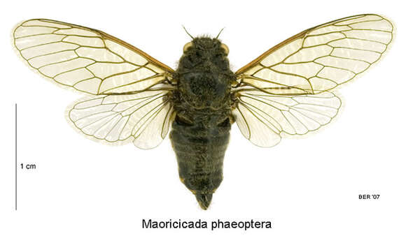 Image of southern dusky cicada