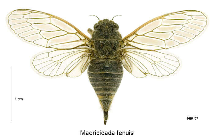 Image of northern dusky cicada