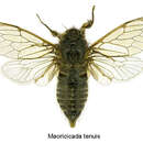 Image of northern dusky cicada