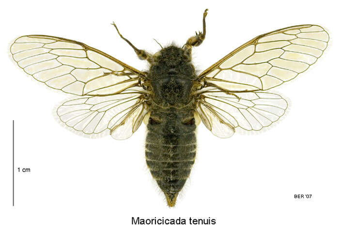 Image of northern dusky cicada