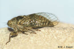 Image of northern dusky cicada