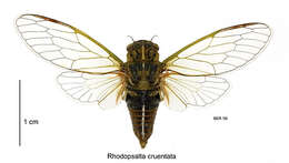 Image of blood redtail cicada