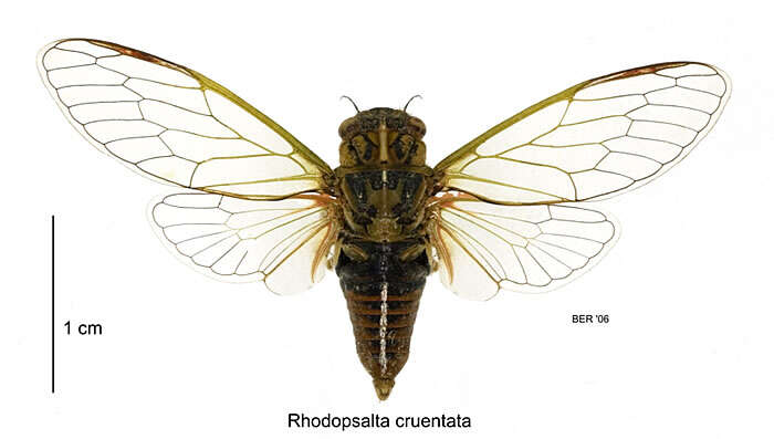 Image of blood redtail cicada