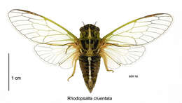 Image of blood redtail cicada