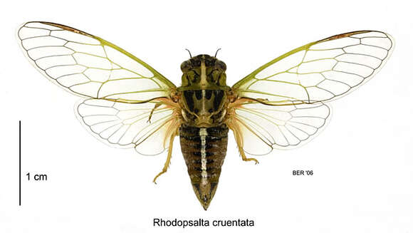 Image of blood redtail cicada