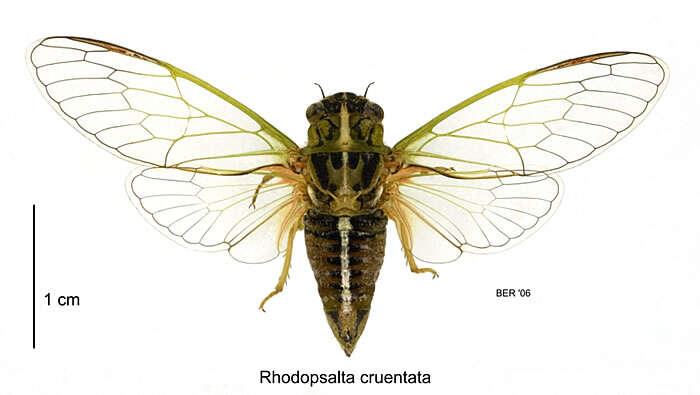 Image of blood redtail cicada