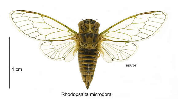 Image of little redtail cicada