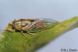 Image of little redtail cicada