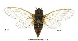 Image of little redtail cicada