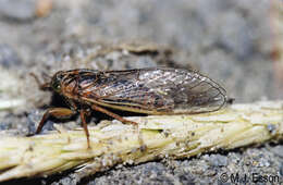 Image of sand dune cicada