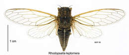 Image of sand dune cicada