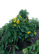 Image of Sonchus congestus Willd.