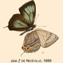 Image of Chrysozephyrus zoa (De Nicéville 1889)