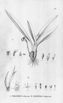 Image of Maxillaria obtusa (Lindl.) Molinari