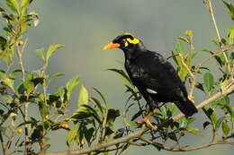 Image of Southern Hill Myna