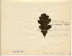 Image of Stigmella ruficapitella (Haworth 1828) Beirne 1945