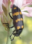 Image of Hycleus polymorphus