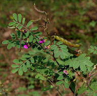 Sivun Tephrosia purpurea (L.) Pers. kuva