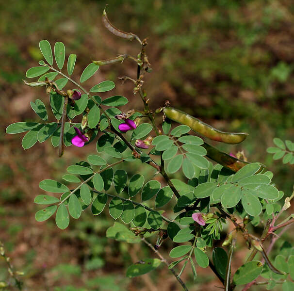 Sivun Tephrosia purpurea (L.) Pers. kuva