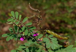 Sivun Tephrosia purpurea (L.) Pers. kuva