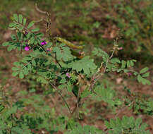 Sivun Tephrosia purpurea (L.) Pers. kuva