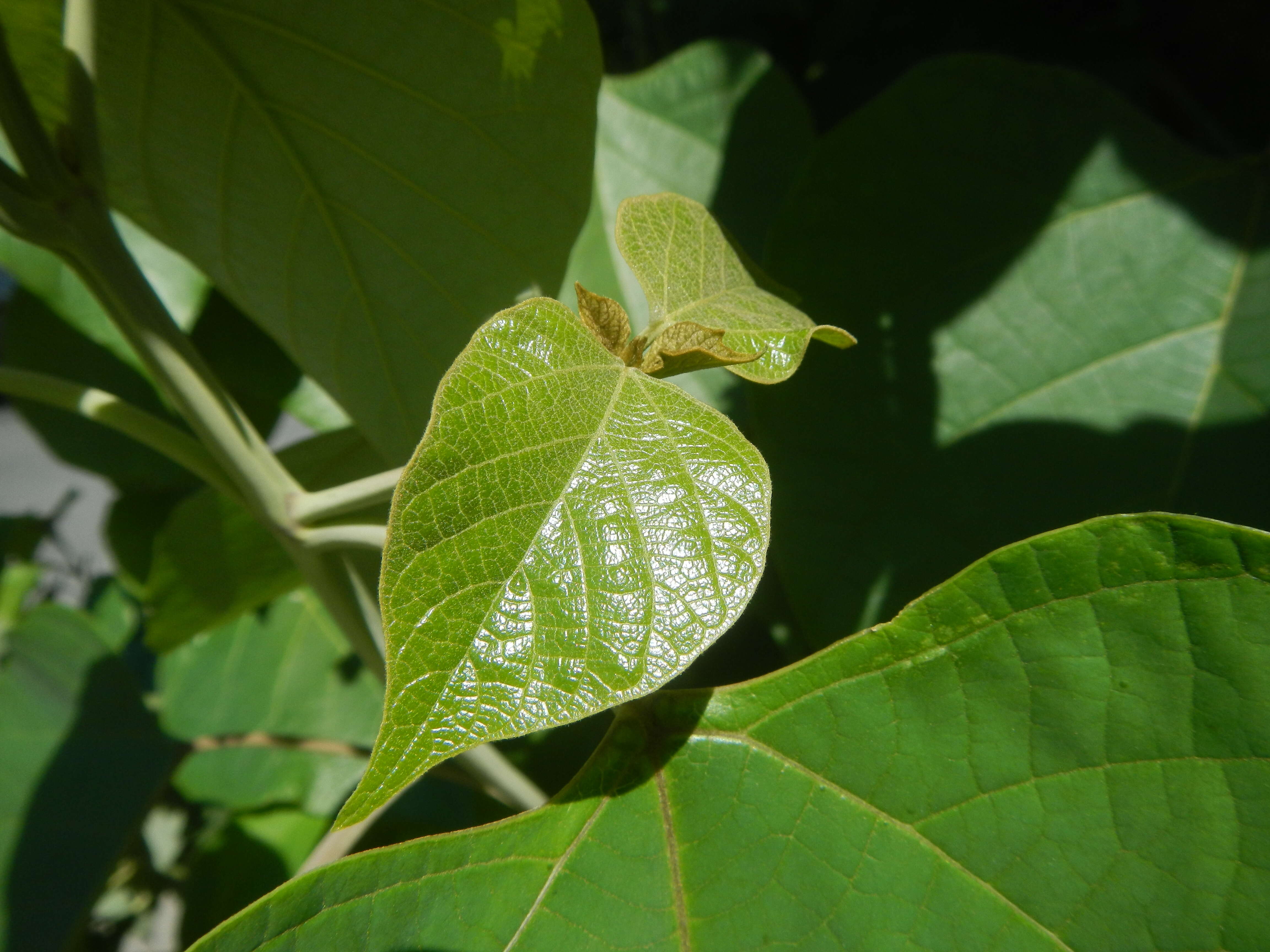 Image of wild sage