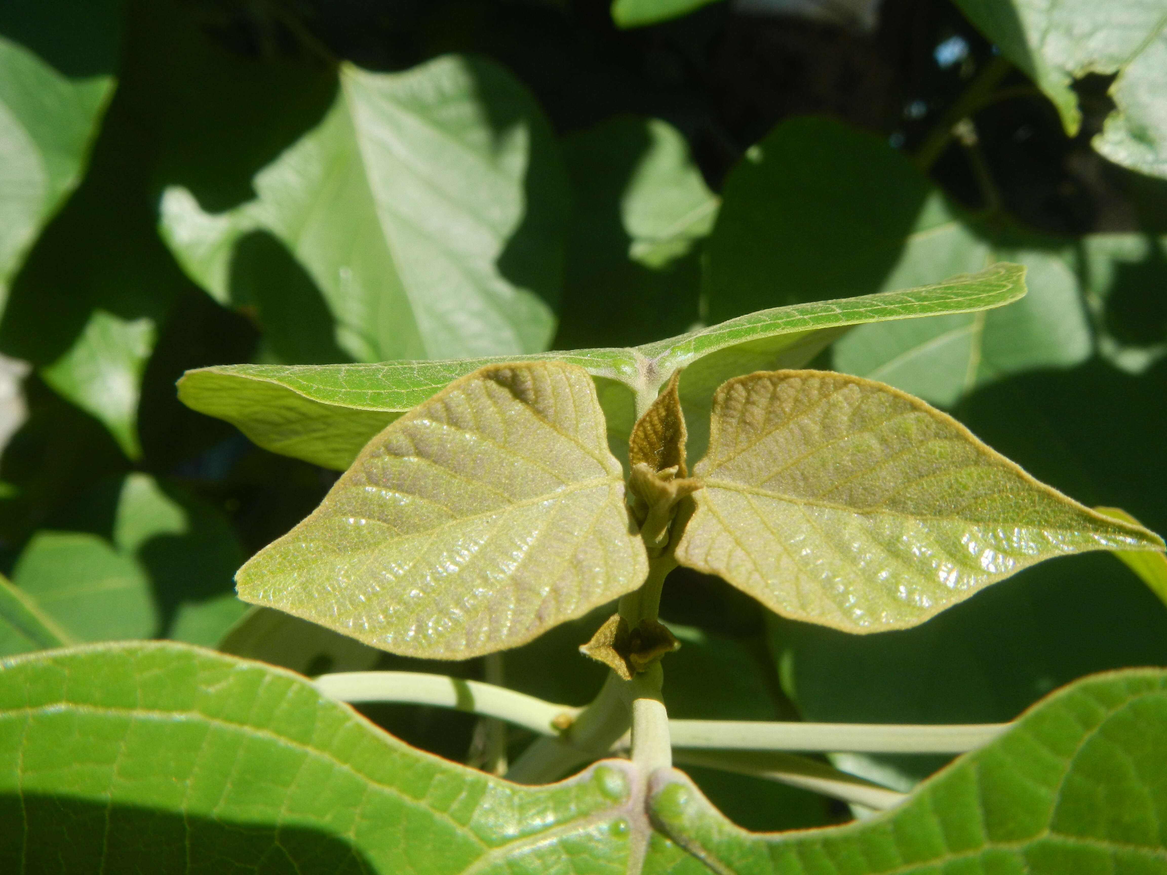 Image of wild sage