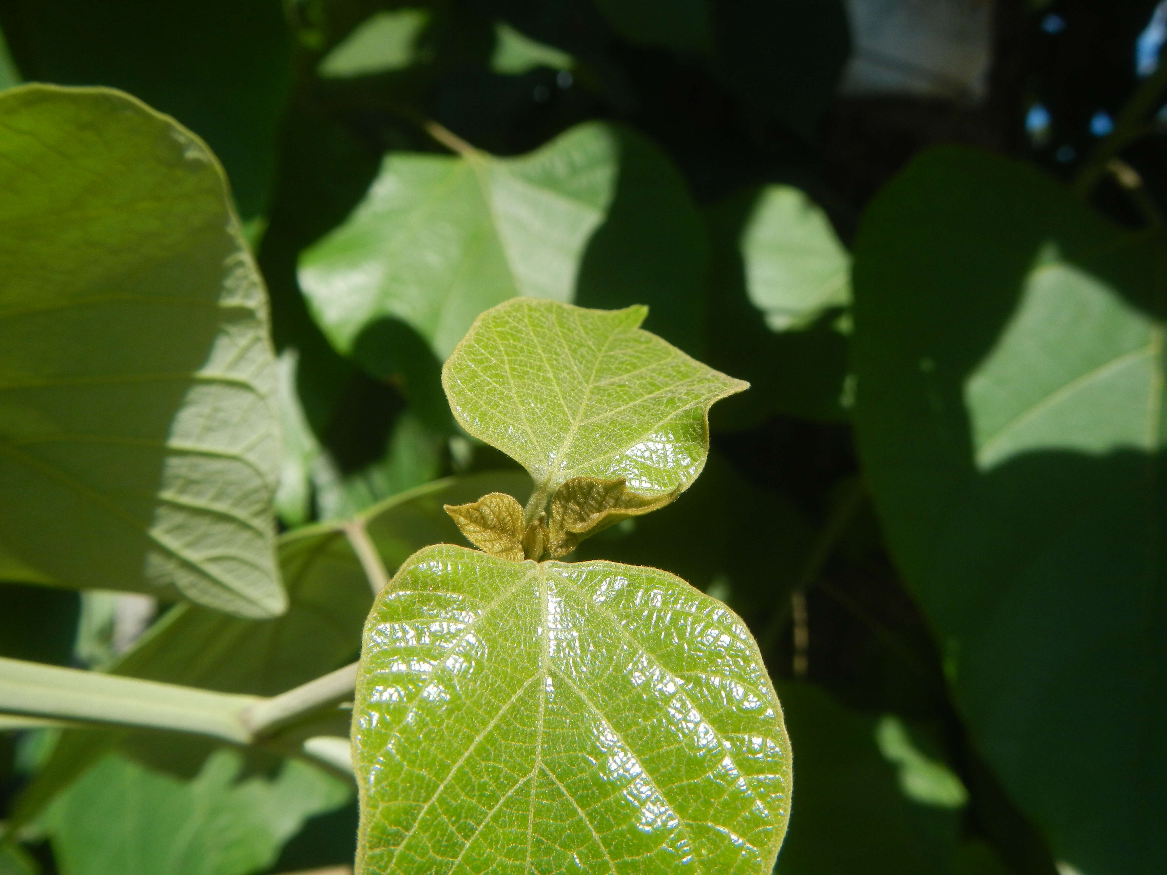 Image of wild sage