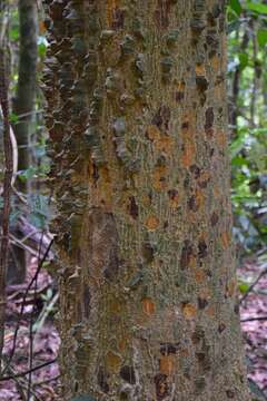 Image of Zanthoxylum rhetsa (Roxb.) DC.