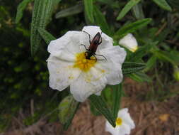 Imagem de Cistus monspeliensis L.