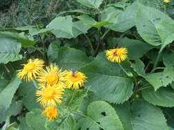 Image of Inula magnifica Lipsky