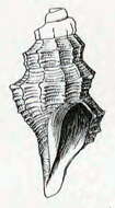 Image of Anticlinura peruviana (Dall 1908)