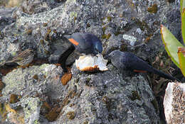 Image of Slender-billed Chestnut-winged Starling