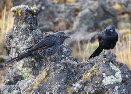 Image of Slender-billed Chestnut-winged Starling