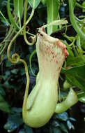 Image of Nepenthes burkei Mast.