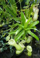 Image of Nepenthes burkei Mast.