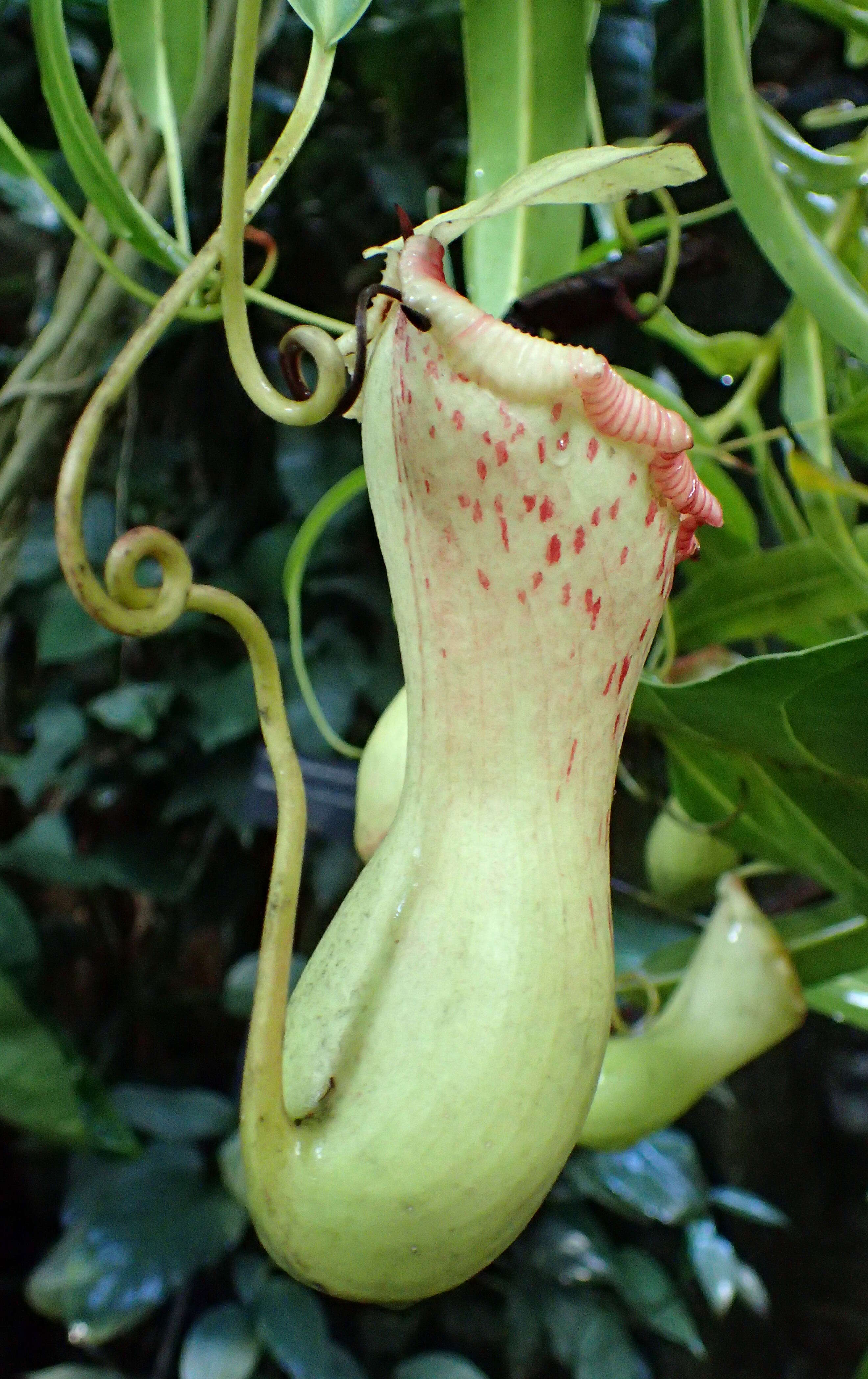 Image of Nepenthes burkei Mast.