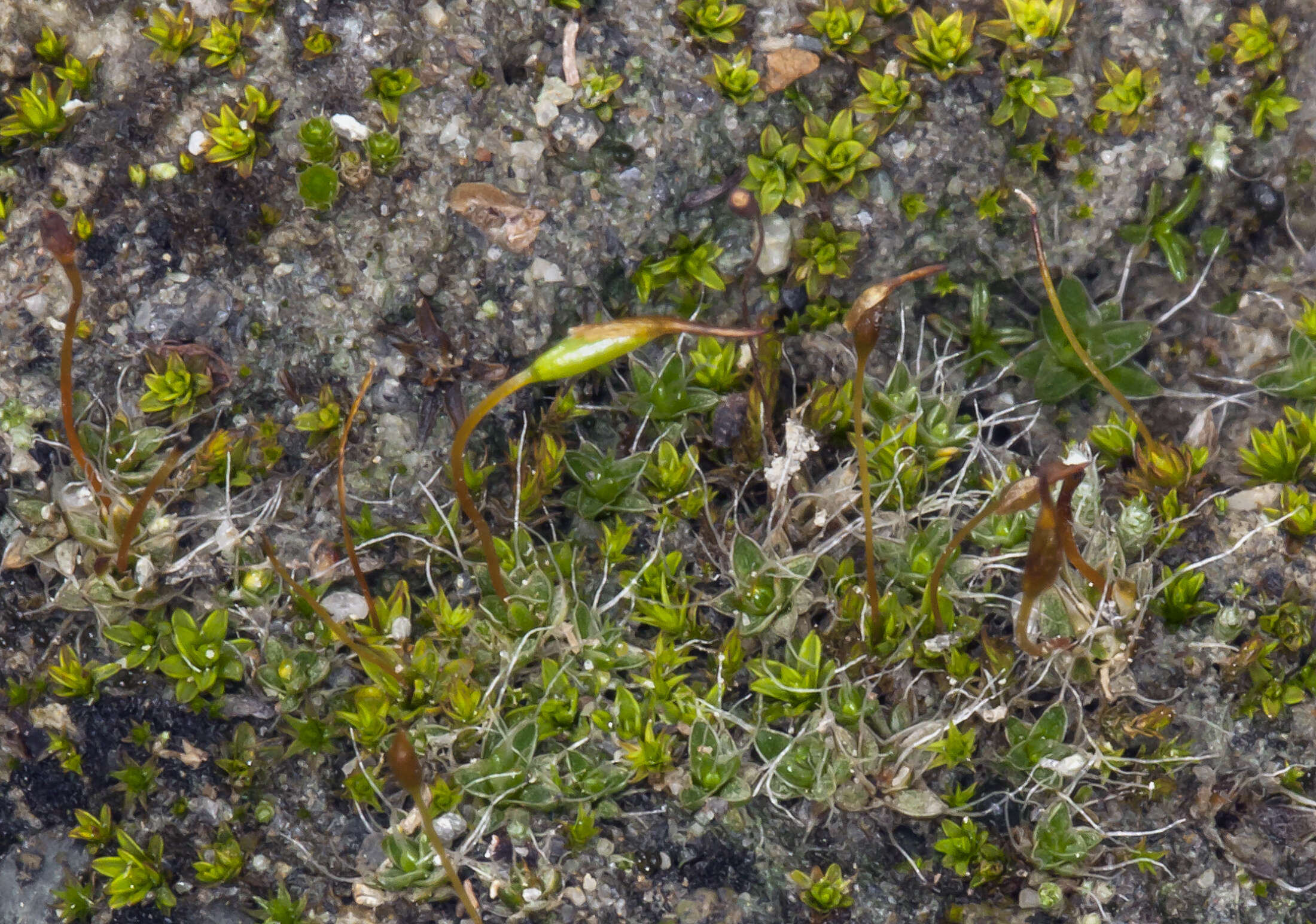 Image of silvergreen bryum moss