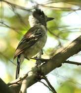 Image of Collared Antshrike