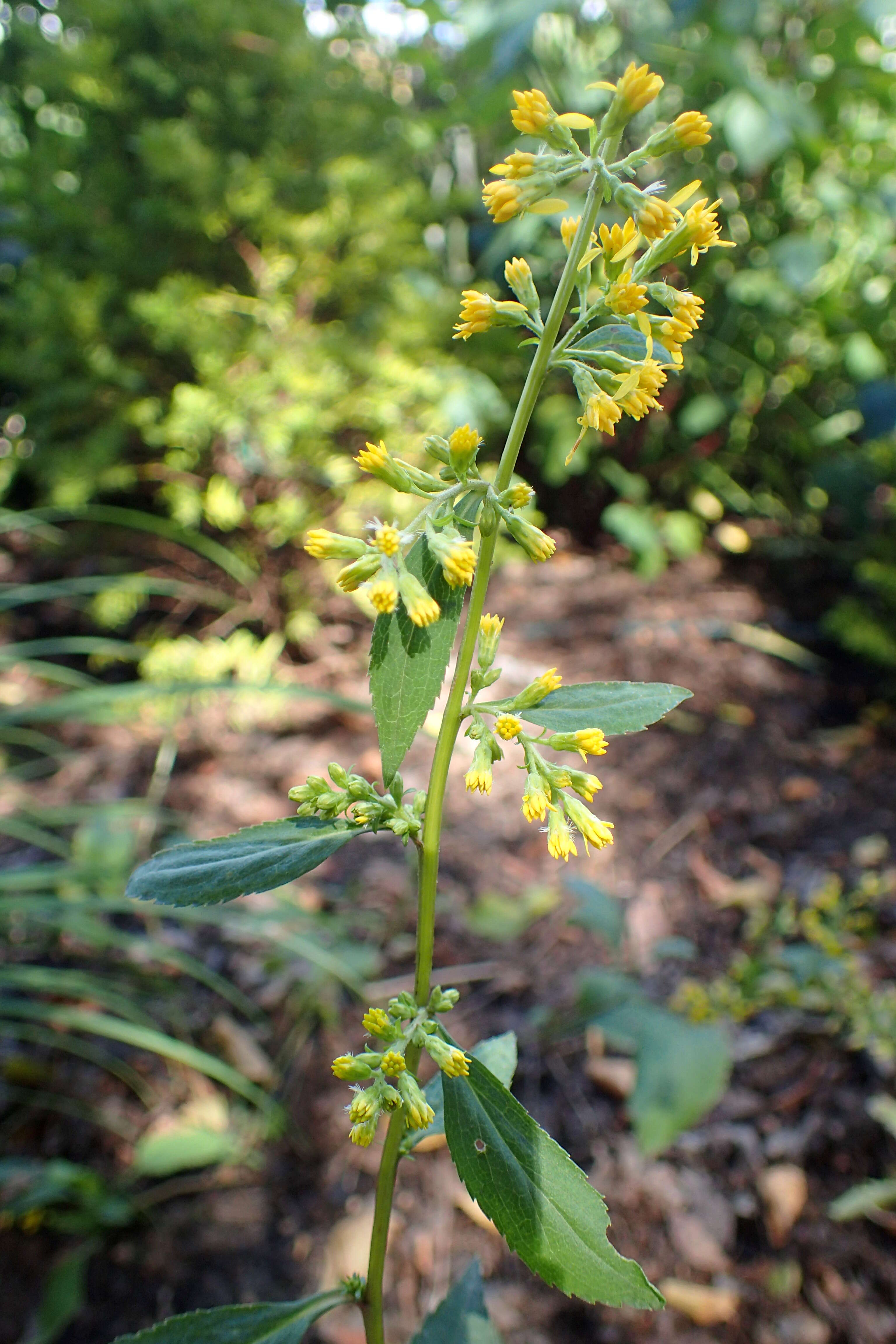 Image of Broad-leaved goldenrod