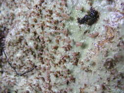 Image of Beret lichens