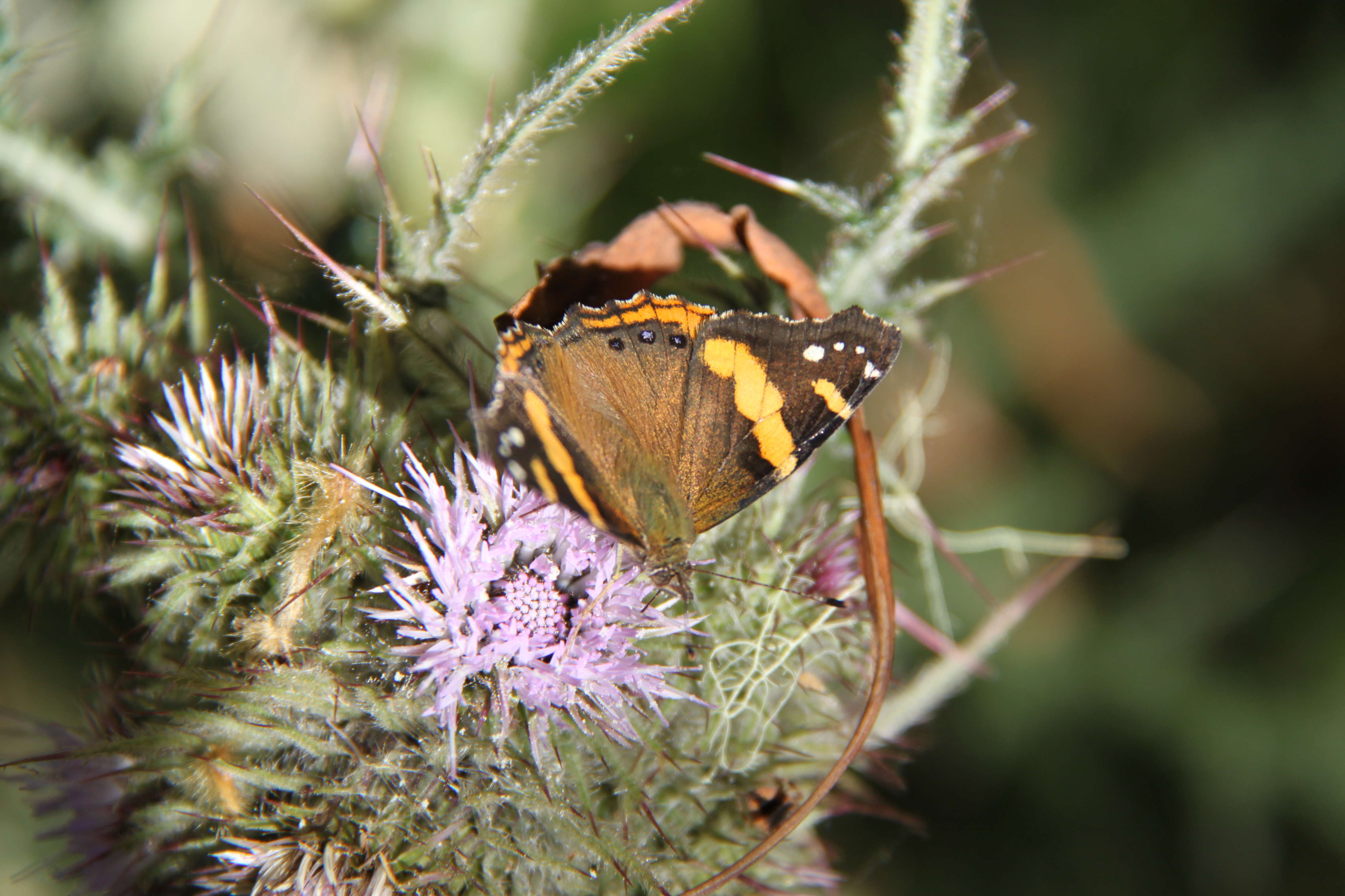 Image of Vanessa abyssinica