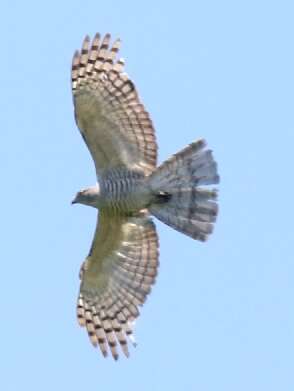 Image of Pacific Baza