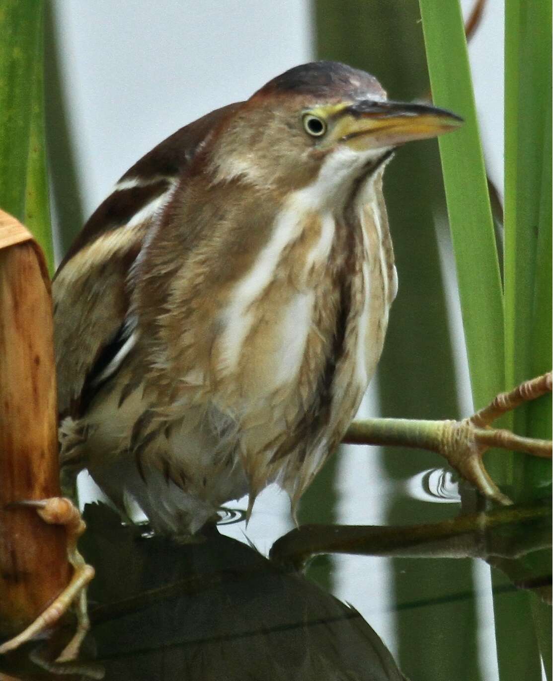 Image of Least Bittern