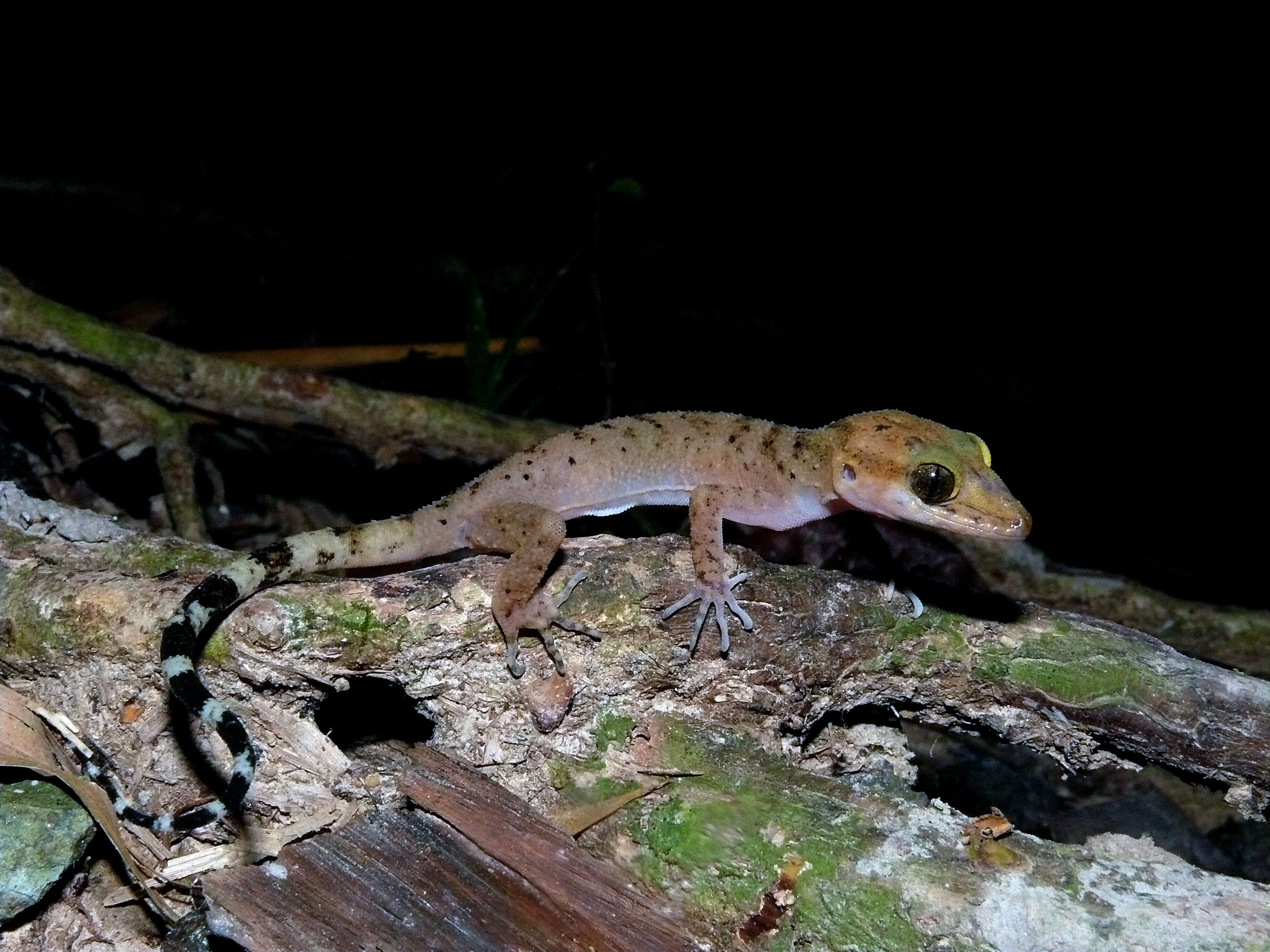 Cyrtodactylus rubidus (Blyth 1861) resmi