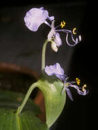 Image of Commelina lukei Faden