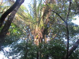 Image of Cuban Royal Palm